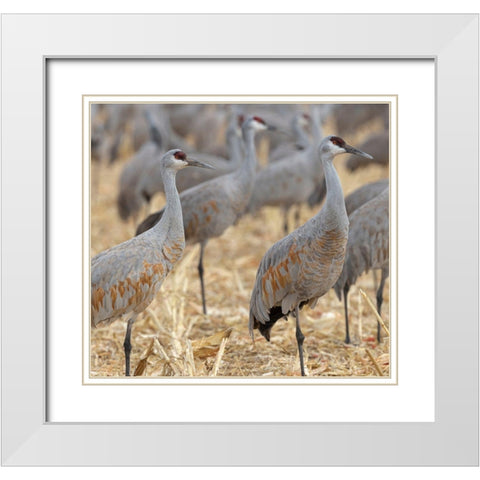 Sandhill Cranes gathered-in the corn fields of Bernardo Wildlife Area-New Mexico White Modern Wood Framed Art Print with Double Matting by Pryor, Maresa