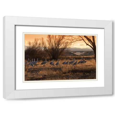 Sandhill cranes with SR 60 in background-Bernardo Wildlife Area-New Mexico White Modern Wood Framed Art Print with Double Matting by Pryor, Maresa