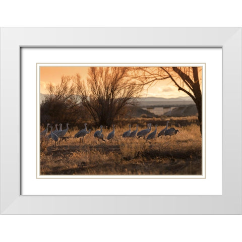 Sandhill cranes with SR 60 in background-Bernardo Wildlife Area-New Mexico White Modern Wood Framed Art Print with Double Matting by Pryor, Maresa