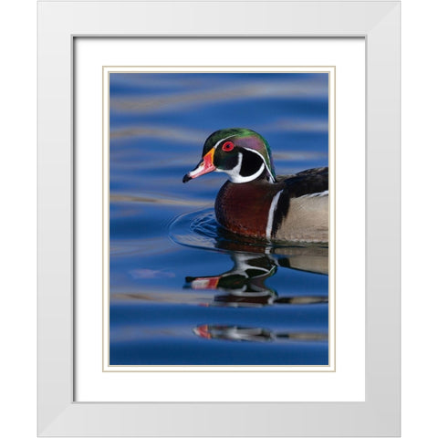 Wood duck drake in perfect coloration-New Mexico White Modern Wood Framed Art Print with Double Matting by Pryor, Maresa