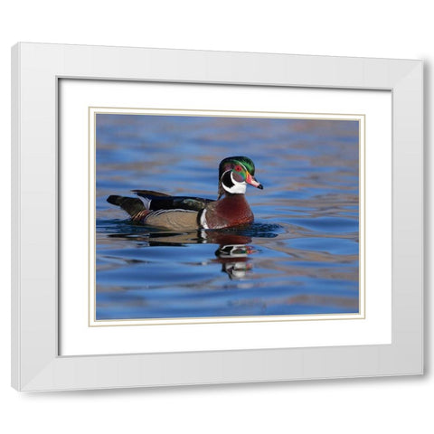 Wood duck drake in perfect coloration-New Mexico White Modern Wood Framed Art Print with Double Matting by Pryor, Maresa