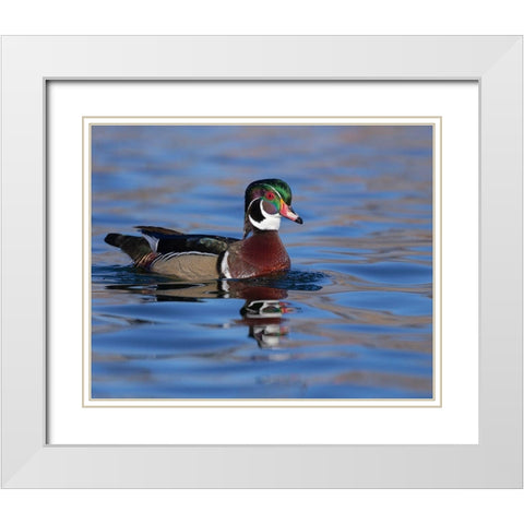 Wood duck drake in perfect coloration-New Mexico White Modern Wood Framed Art Print with Double Matting by Pryor, Maresa