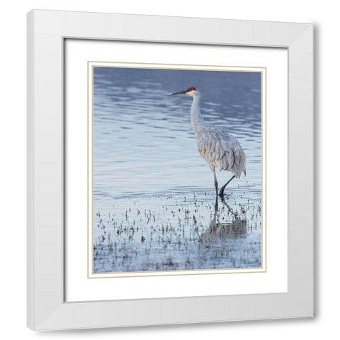 Sandhill crane-Bosque del Apache National Wildlife Refuge-New Mexico White Modern Wood Framed Art Print with Double Matting by Pryor, Maresa