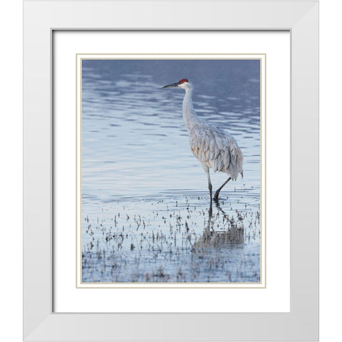 Sandhill crane-Bosque del Apache National Wildlife Refuge-New Mexico White Modern Wood Framed Art Print with Double Matting by Pryor, Maresa