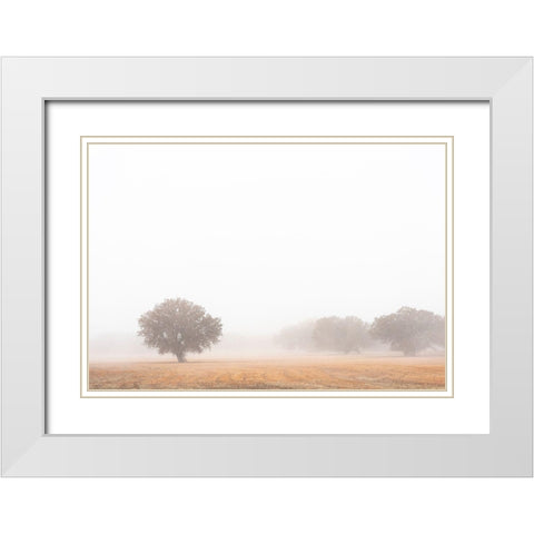 Tree in fog-Bosque del Apache National Wildlife Refuge-New Mexico White Modern Wood Framed Art Print with Double Matting by Pryor, Maresa
