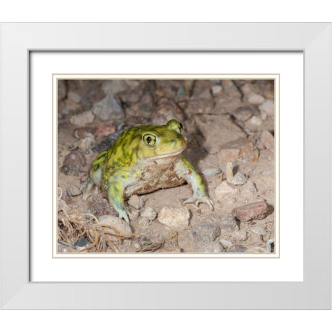 Couchs spadefoot-Scaphiopus couchii-Rodeo-New Mexico White Modern Wood Framed Art Print with Double Matting by Pryor-Luzier, Maresa