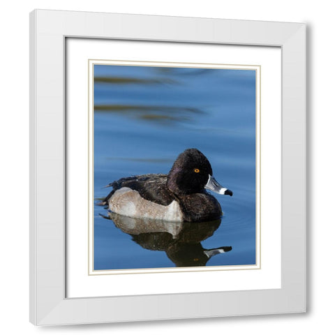 Ring-necked Duck-Aythya collaris-New Mexico White Modern Wood Framed Art Print with Double Matting by Pryor-Luzier, Maresa