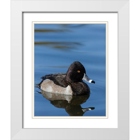 Ring-necked Duck-Aythya collaris-New Mexico White Modern Wood Framed Art Print with Double Matting by Pryor-Luzier, Maresa