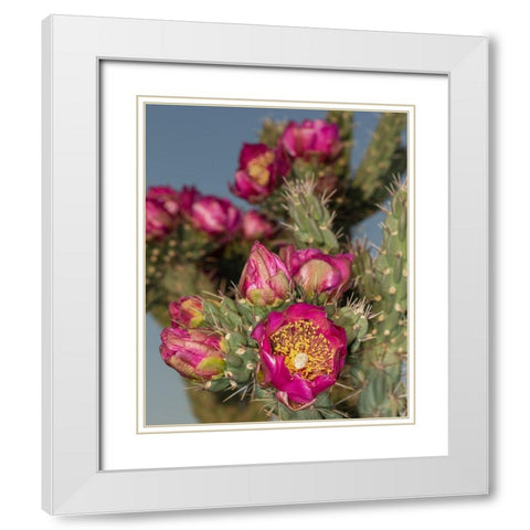 Tree cholla in bloom-high desert of Edgewood-New Mexico White Modern Wood Framed Art Print with Double Matting by Pryor-Luzier, Maresa