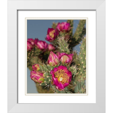 Tree cholla in bloom-high desert of Edgewood-New Mexico White Modern Wood Framed Art Print with Double Matting by Pryor-Luzier, Maresa
