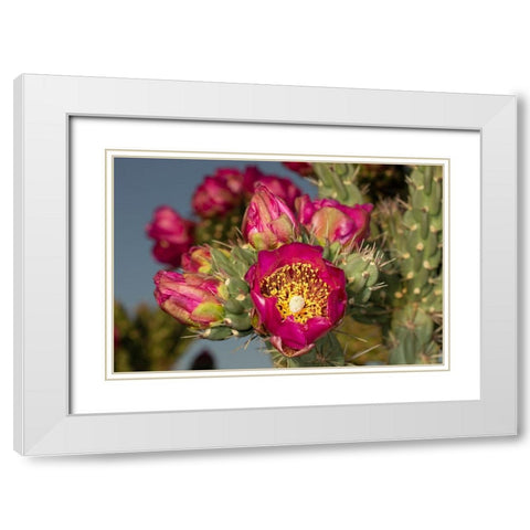 Tree cholla in bloom-high desert of Edgewood-New Mexico White Modern Wood Framed Art Print with Double Matting by Pryor-Luzier, Maresa