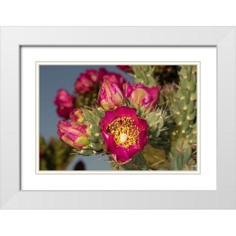 Tree cholla in bloom-high desert of Edgewood-New Mexico White Modern Wood Framed Art Print with Double Matting by Pryor-Luzier, Maresa