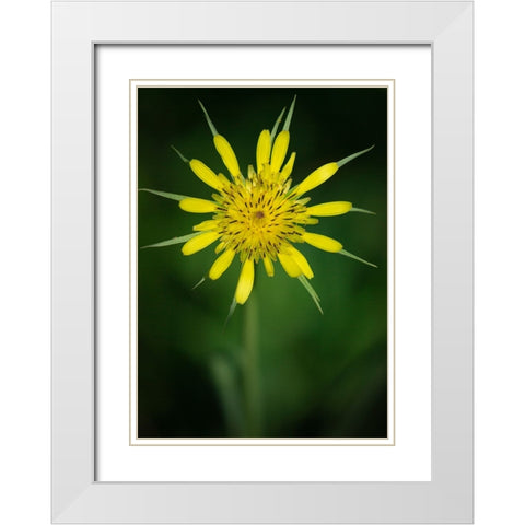 Yellow Salsify-Tragopogon dubius-Capulin Sprints Trail-Sandia Mountains-New Mexico White Modern Wood Framed Art Print with Double Matting by Pryor-Luzier, Maresa