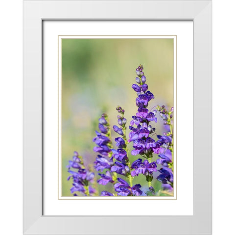 Rocky Mountain Beardtongue-Rocky Mountain Penstemon flowers-Sandia Mountains-New Mexico White Modern Wood Framed Art Print with Double Matting by Pryor-Luzier, Maresa