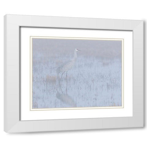 Sandhill crane-foggy morning-Bosque del Apache National Wildlife Refuge-New Mexico White Modern Wood Framed Art Print with Double Matting by Pryor-Luzier, Maresa