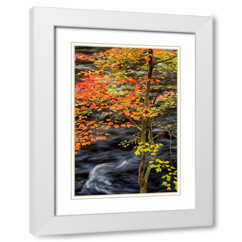USA-New York-Adirondacks Long Lake-young maple beside the Raquette River White Modern Wood Framed Art Print with Double Matting by Collins, Ann