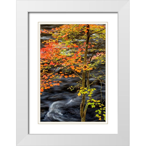 USA-New York-Adirondacks Long Lake-young maple beside the Raquette River White Modern Wood Framed Art Print with Double Matting by Collins, Ann