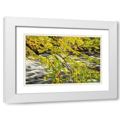 USA-New York-Adirondacks Long Lake-Raquette River flows behind autumn foliage White Modern Wood Framed Art Print with Double Matting by Collins, Ann