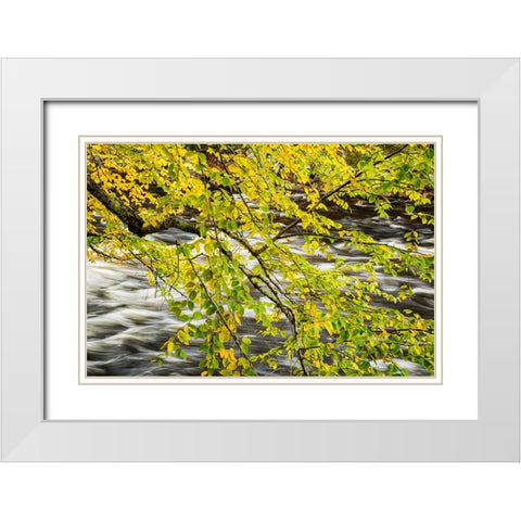 USA-New York-Adirondacks Long Lake-Raquette River flows behind autumn foliage White Modern Wood Framed Art Print with Double Matting by Collins, Ann