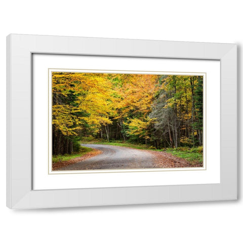 USA-New York-Adirondacks Long Lake-foliage-covered road to Forked Lake White Modern Wood Framed Art Print with Double Matting by Collins, Ann