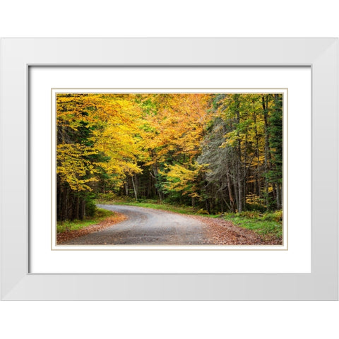 USA-New York-Adirondacks Long Lake-foliage-covered road to Forked Lake White Modern Wood Framed Art Print with Double Matting by Collins, Ann
