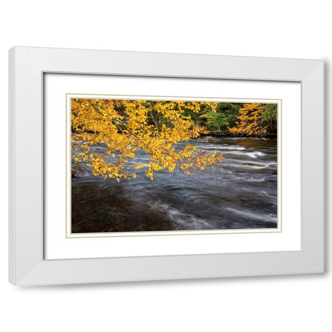 USA-New York-Adirondacks Long Lake-yellow foliage along the Raquette River at Forked Lake White Modern Wood Framed Art Print with Double Matting by Collins, Ann