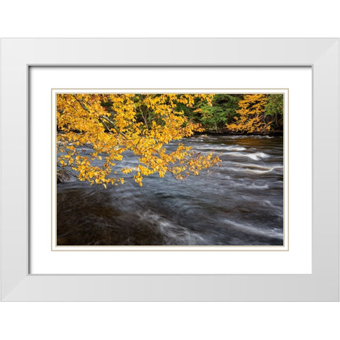 USA-New York-Adirondacks Long Lake-yellow foliage along the Raquette River at Forked Lake White Modern Wood Framed Art Print with Double Matting by Collins, Ann