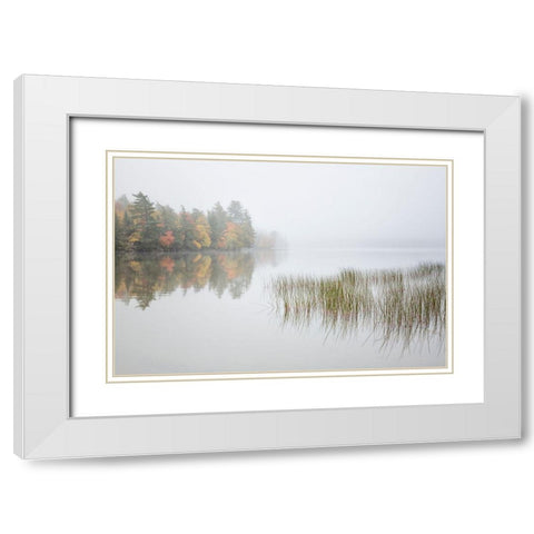 USA-New York-Adirondacks Long Lake-reeds-fog-and fall foliage at Eaton Lake White Modern Wood Framed Art Print with Double Matting by Collins, Ann