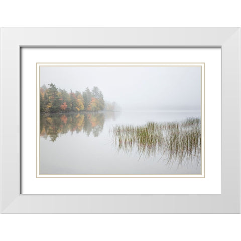 USA-New York-Adirondacks Long Lake-reeds-fog-and fall foliage at Eaton Lake White Modern Wood Framed Art Print with Double Matting by Collins, Ann