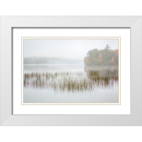 USA-New York-Adirondacks Long Lake-foggy morning-reeds-and loon on Eaton Lake White Modern Wood Framed Art Print with Double Matting by Collins, Ann