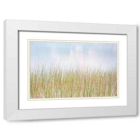 USA-New York-Adirondacks Long Lake-reeds-fog-and reflected fall color at Eaton Lake White Modern Wood Framed Art Print with Double Matting by Collins, Ann