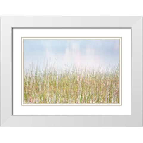 USA-New York-Adirondacks Long Lake-reeds-fog-and reflected fall color at Eaton Lake White Modern Wood Framed Art Print with Double Matting by Collins, Ann