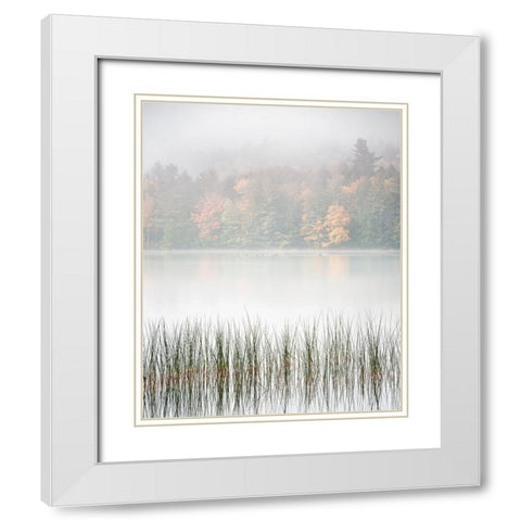 USA-New York-Adirondacks Long Lake-reeds-fog-and fall foliage at Eaton Lake White Modern Wood Framed Art Print with Double Matting by Collins, Ann