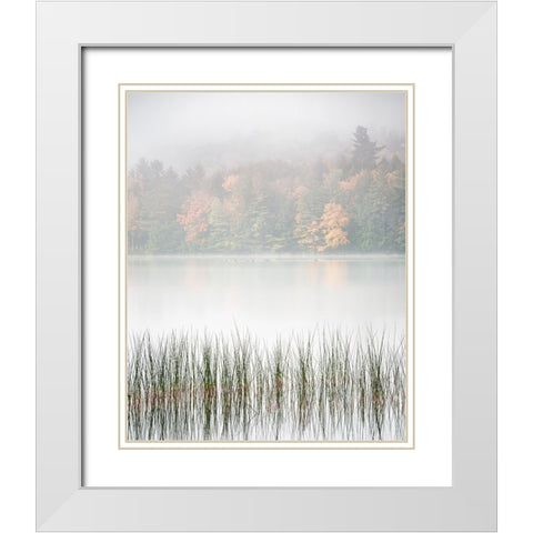USA-New York-Adirondacks Long Lake-reeds-fog-and fall foliage at Eaton Lake White Modern Wood Framed Art Print with Double Matting by Collins, Ann