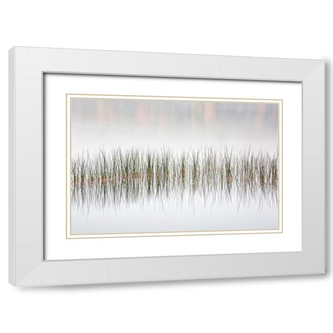 USA-New York-Adirondacks Long Lake-reeds-fog-and fall foliage at Eaton Lake White Modern Wood Framed Art Print with Double Matting by Collins, Ann