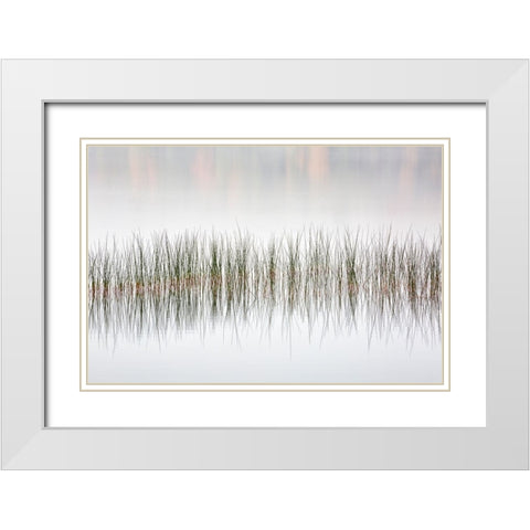 USA-New York-Adirondacks Long Lake-reeds-fog-and fall foliage at Eaton Lake White Modern Wood Framed Art Print with Double Matting by Collins, Ann