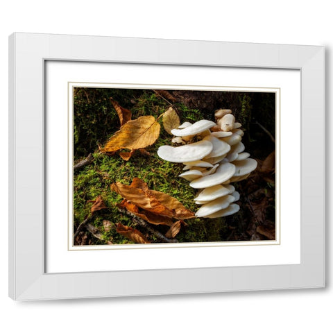 USA-New York-Adirondacks Long Lake-fungi growing at base of tree next to Forked Lake White Modern Wood Framed Art Print with Double Matting by Collins, Ann