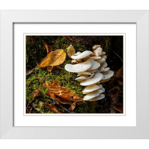 USA-New York-Adirondacks Long Lake-fungi growing at base of tree next to Forked Lake White Modern Wood Framed Art Print with Double Matting by Collins, Ann