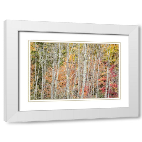 USA-New York-Adirondacks Keene-autumn foliage past peak White Modern Wood Framed Art Print with Double Matting by Collins, Ann