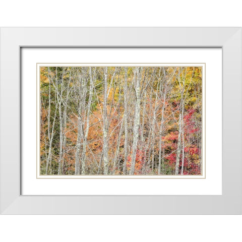 USA-New York-Adirondacks Keene-autumn foliage past peak White Modern Wood Framed Art Print with Double Matting by Collins, Ann