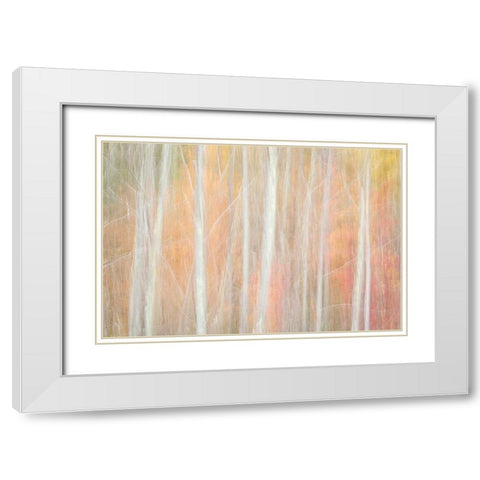 USA-New York-Adirondacks Keene-abstract of autumn foliage and bare trees White Modern Wood Framed Art Print with Double Matting by Collins, Ann