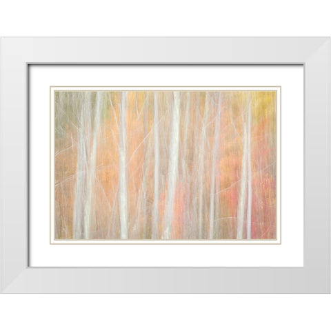 USA-New York-Adirondacks Keene-abstract of autumn foliage and bare trees White Modern Wood Framed Art Print with Double Matting by Collins, Ann