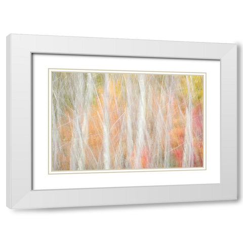 USA-New York-Adirondacks Keene-abstract of autumn foliage and bare trees White Modern Wood Framed Art Print with Double Matting by Collins, Ann