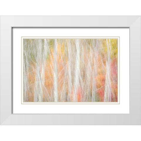 USA-New York-Adirondacks Keene-abstract of autumn foliage and bare trees White Modern Wood Framed Art Print with Double Matting by Collins, Ann