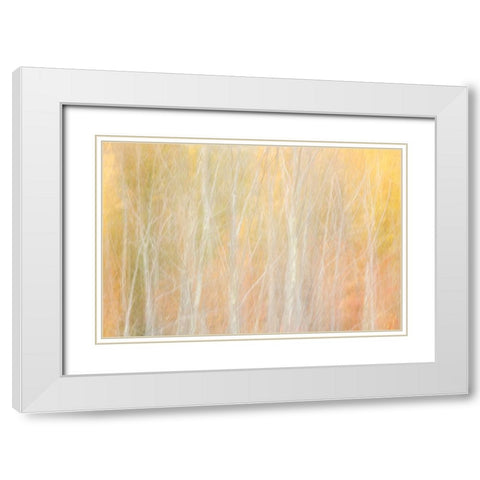USA-New York-Adirondacks Keene-abstract of autumn foliage and bare trees White Modern Wood Framed Art Print with Double Matting by Collins, Ann