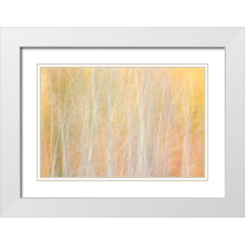 USA-New York-Adirondacks Keene-abstract of autumn foliage and bare trees White Modern Wood Framed Art Print with Double Matting by Collins, Ann