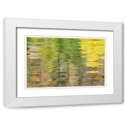 NY, Adirondacks, Reflections in water with reeds White Modern Wood Framed Art Print with Double Matting by Rotenberg, Nancy