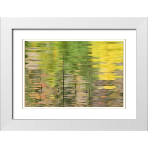 NY, Adirondacks, Reflections in water with reeds White Modern Wood Framed Art Print with Double Matting by Rotenberg, Nancy