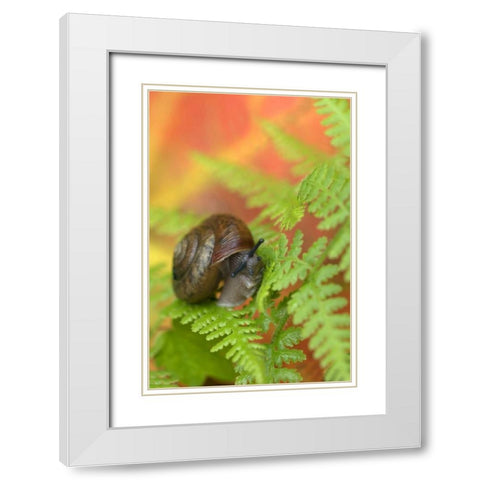 USA, New York, Adirondacks, Snail on Fern in Fall White Modern Wood Framed Art Print with Double Matting by Rotenberg, Nancy