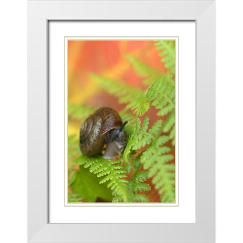 USA, New York, Adirondacks, Snail on Fern in Fall White Modern Wood Framed Art Print with Double Matting by Rotenberg, Nancy